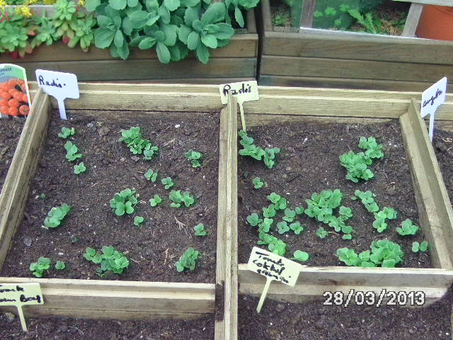 POTAGER DE ZOUZOUTE Bild2247