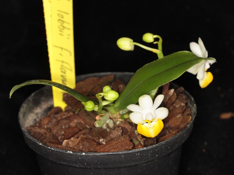 Phalaenopsis lobbii forma flavilabia Phal_l11