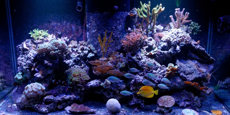 Aquarium Center de 400 litres - Page 20 Dsc_8910