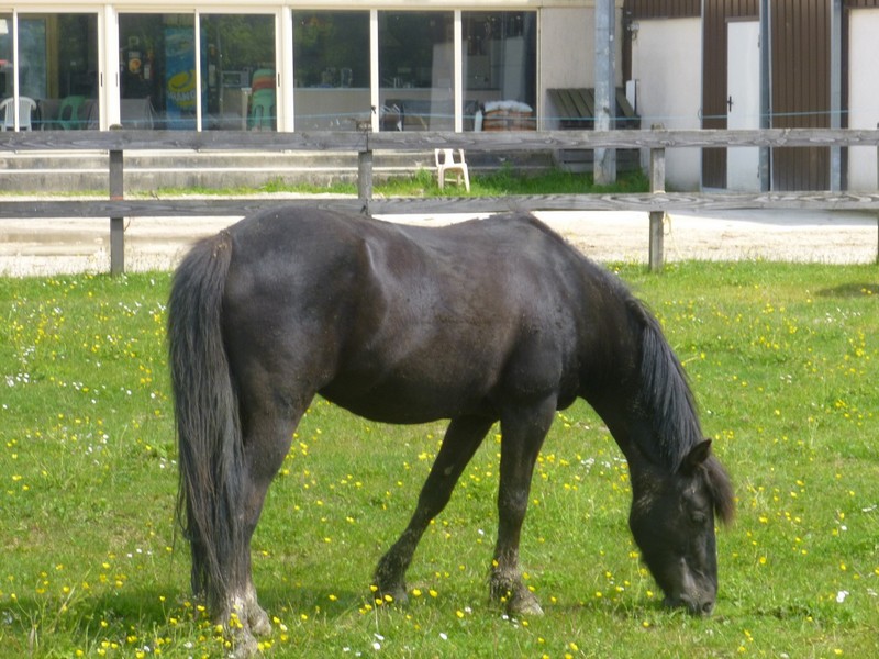 HAVANE - OI poney  née en 1995 - adoptée en mars 2014 par dona carlota Havane13