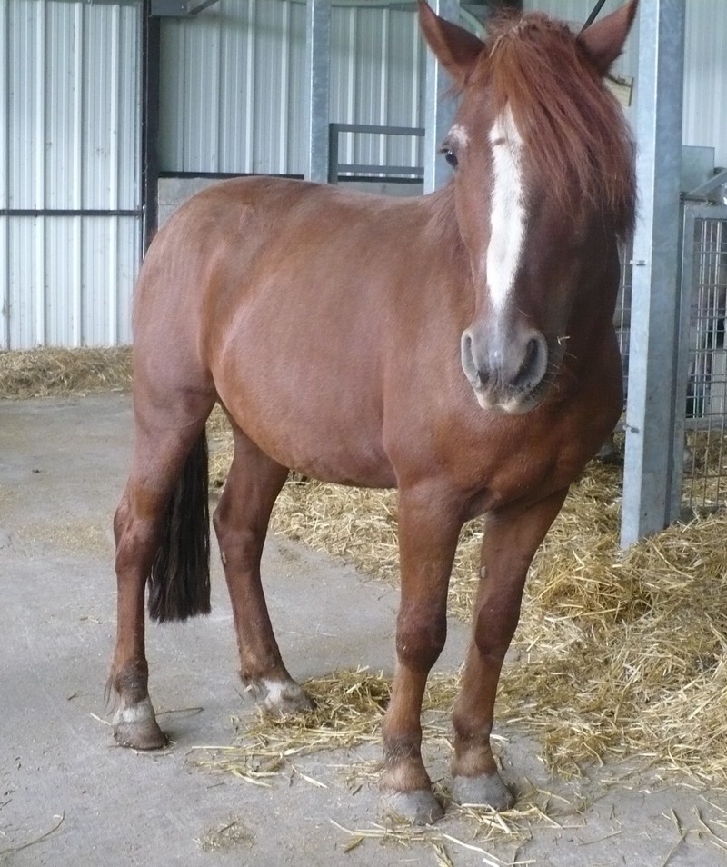 HOUBLI - OI poney né en 1995 - adopté en mai 2014 par Gaëlle Houbli12
