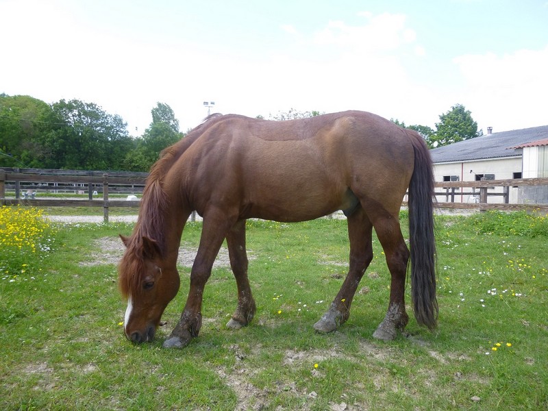 HOUBLI - OI poney né en 1995 - adopté en mai 2014 par Gaëlle Houbli14