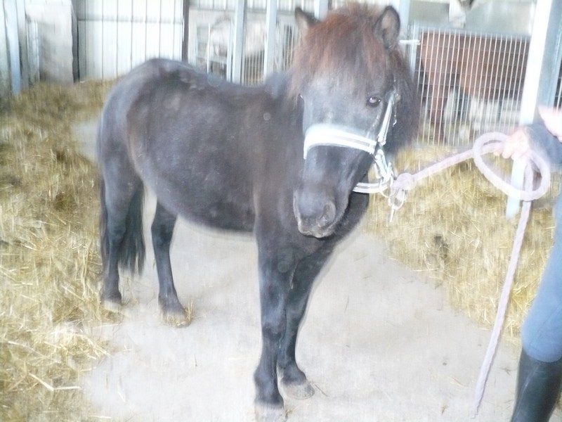 KERCY - ONC poney née en 1992 - adoptée en novembre 2013 par Sarah Kercy_11