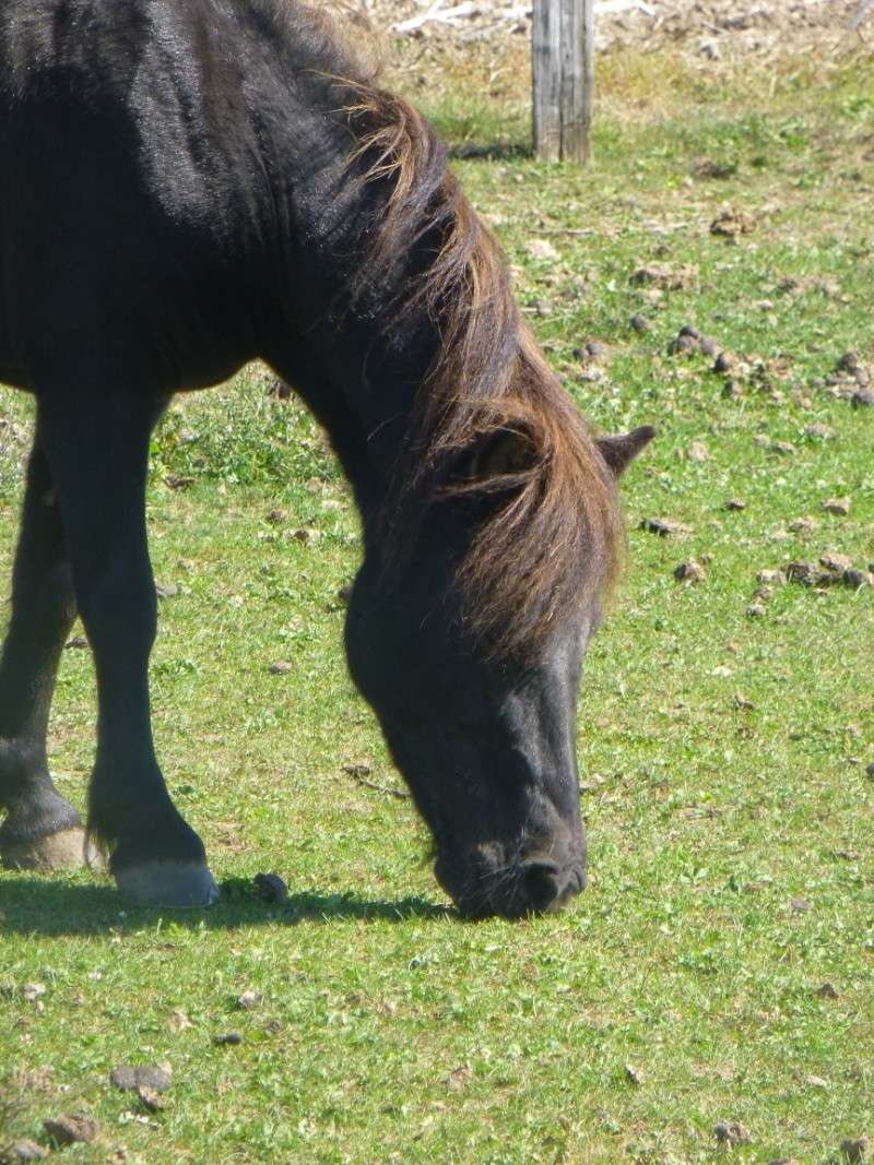 KERCY - ONC poney née en 1992 - adoptée en novembre 2013 par Sarah Kercy_13