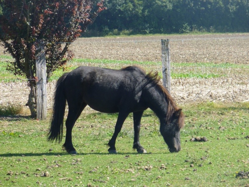 KERCY - ONC poney née en 1992 - adoptée en novembre 2013 par Sarah Kercy_14