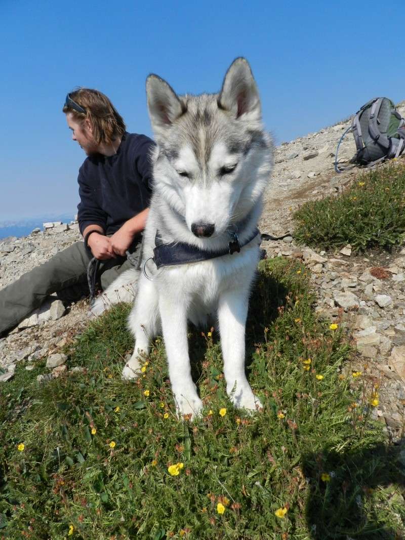 Hiking with Dogs: Gray and Torrey's Peak Gt3610
