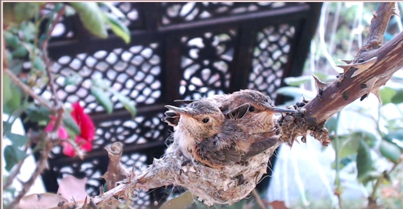 webcam en direct d'un nid de colibri [2012/2013] - Page 5 Coco_b10