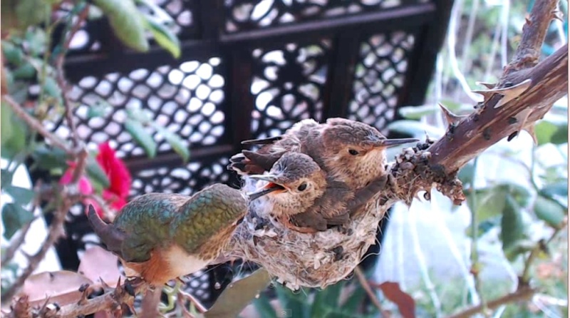 webcam en direct d'un nid de colibri [2012/2013] - Page 5 Coli_h10