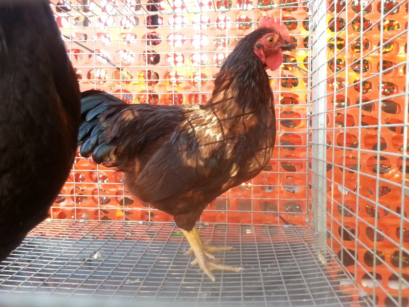 Last chance on some dominique, buckeye and RIR bantam pairs SOLD 20130910