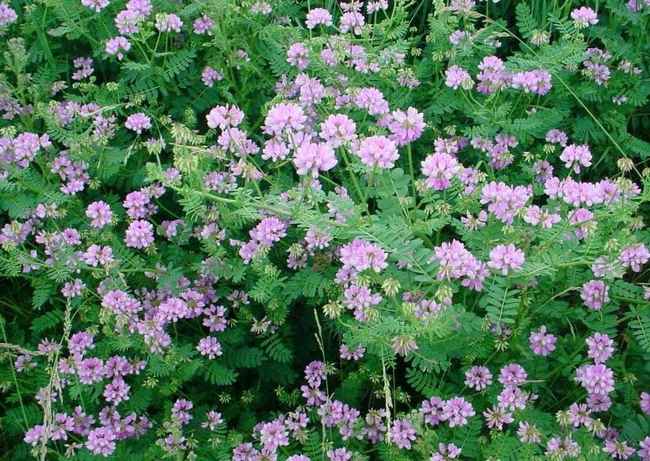 coronilla varia Corova10