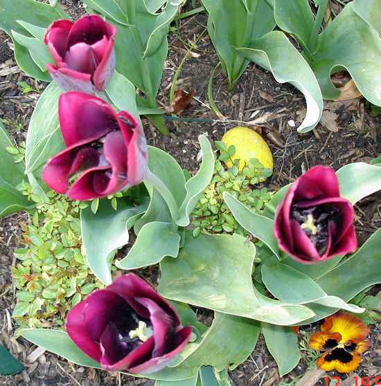 la saison des tulipes 2013 Dsc05336