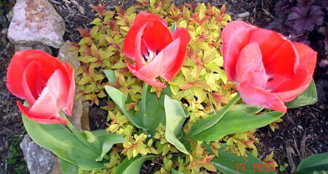 la saison des tulipes 2013 - Page 2 Dsc05339