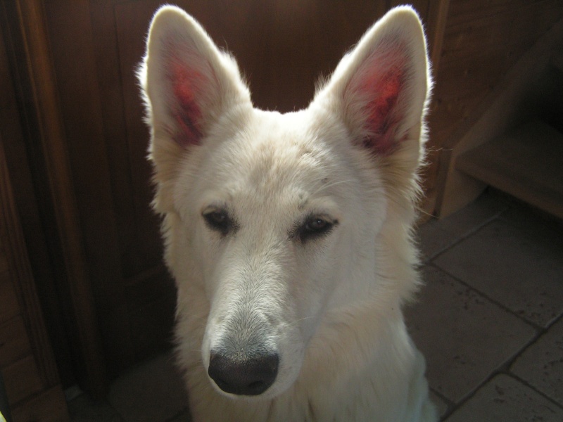 KENZEE     BERGER BLANC SUISSE 9mois210
