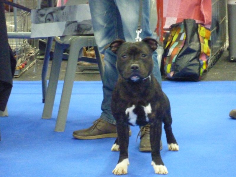 LEON le staffie - Page 4 2013-012