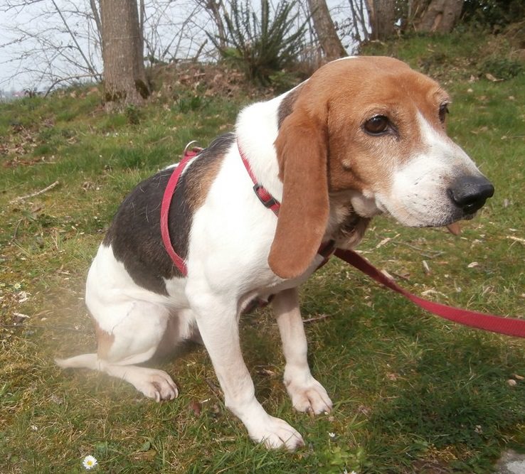Hanouche -  beagle 9 ans -SPA Refuge du bois pinson Vitré (35) Hanouc12