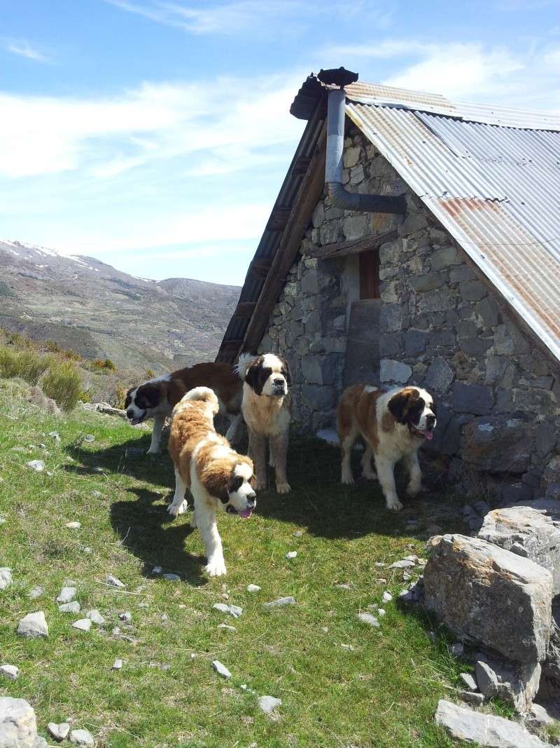 Nouvel élevage de st Bernard : des Alpages de la Croix - Page 10 15_avr12