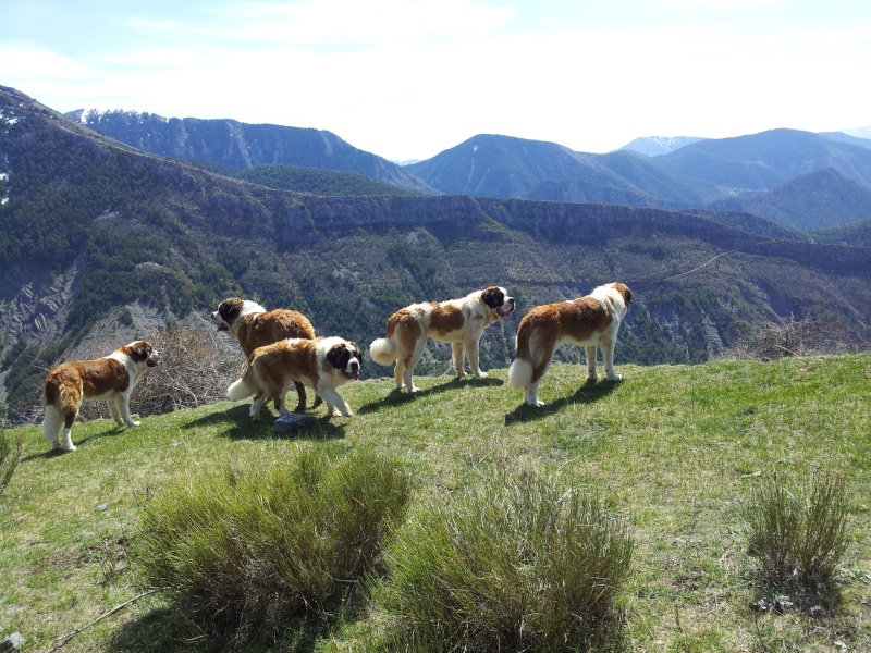 Nouvel élevage de st Bernard : des Alpages de la Croix - Page 10 15_avr14