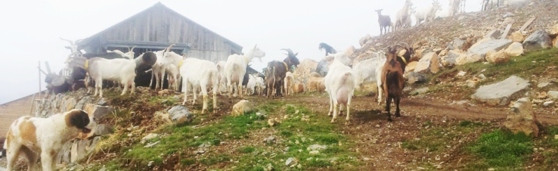 Nouvel élevage de st Bernard : des Alpages de la Croix - Page 9 Paques10