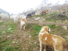 Nouvel élevage de st Bernard : des Alpages de la Croix - Page 9 Paques14