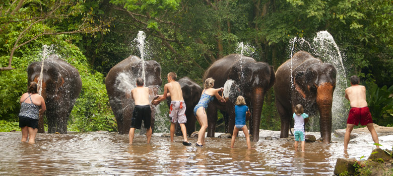 Si vous rêvez d'une rencontre avec des éléphants thaïlandais ! Elepha10
