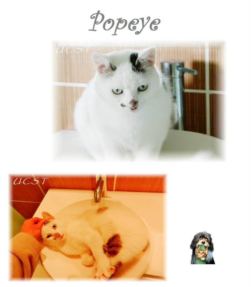 2011 - POPEYE, chat mâle né le 01/10/2011 99396710
