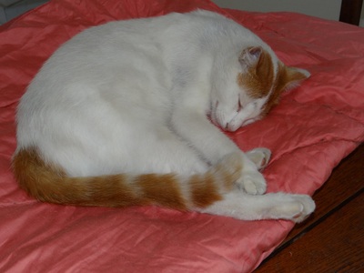 2010 - Petit MAX, chat mâle né le 01/01/2010 Max_510