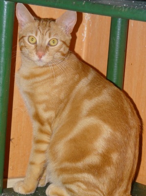 2012 - ROUKY, chat mâle né le 01/12/2012 Rouky_10