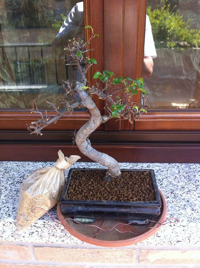 che fare col mio nuovo e primo bonsai??!! Img_3110