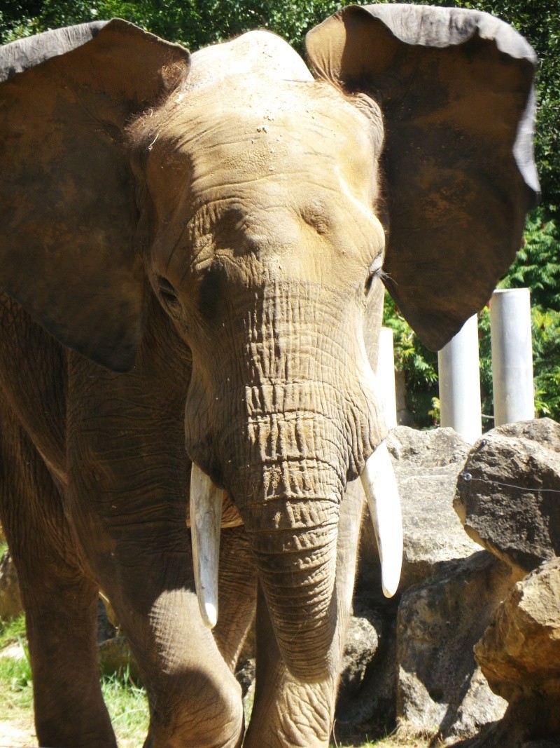 Zoo d'Amnéville! Imgp5718