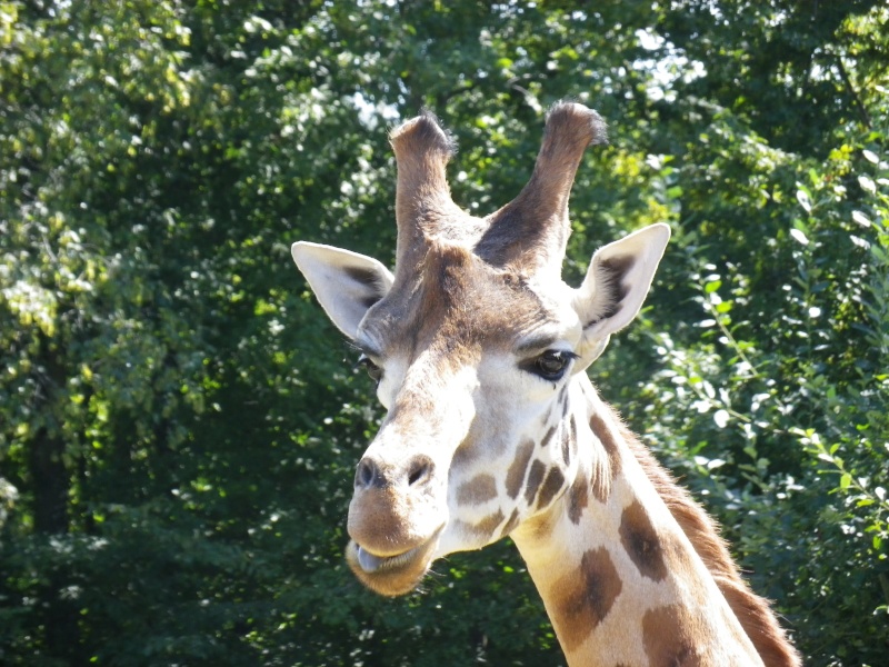 Zoo d'Amnéville! Imgp5722