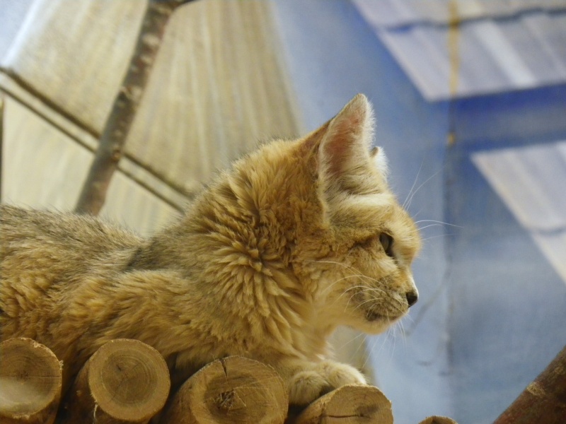 Zoo d'Amnéville! Imgp5810