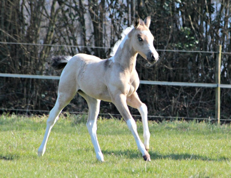 MAGNIFIQUE ETALON PAINT buckskin sooty yeux bleux  3710