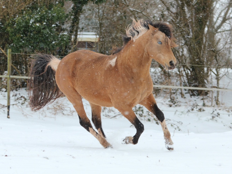 MAGNIFIQUE ETALON PAINT buckskin sooty yeux bleux  810