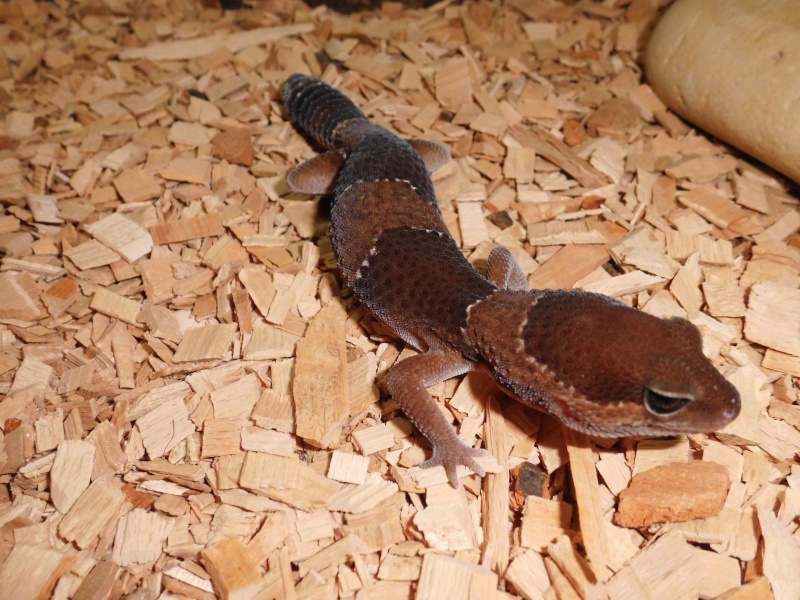 mes lézards Gecko10