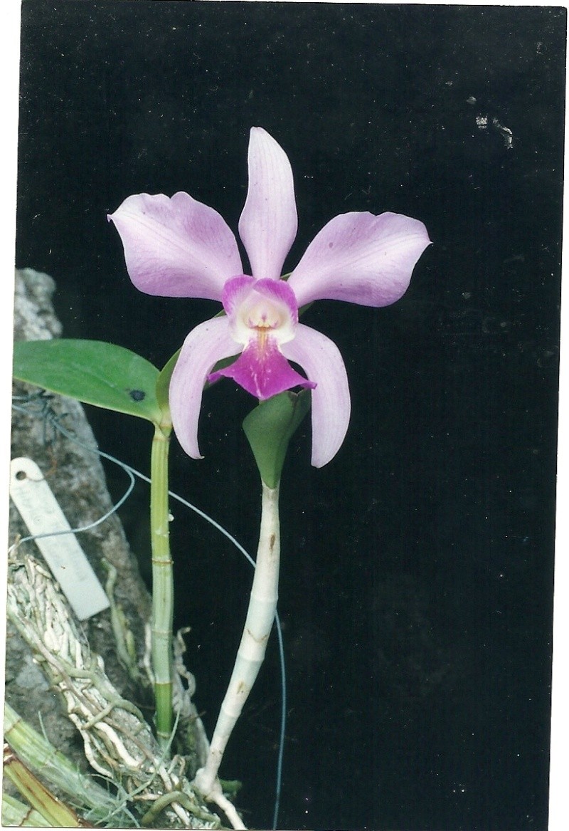 Cattleya Heathii (x dolosa) fma. alba ou albescens Cat_xm10