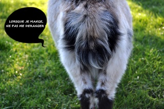 concours photo n°41 : ooooh la gourmande !! - Page 3 Dsc_0111