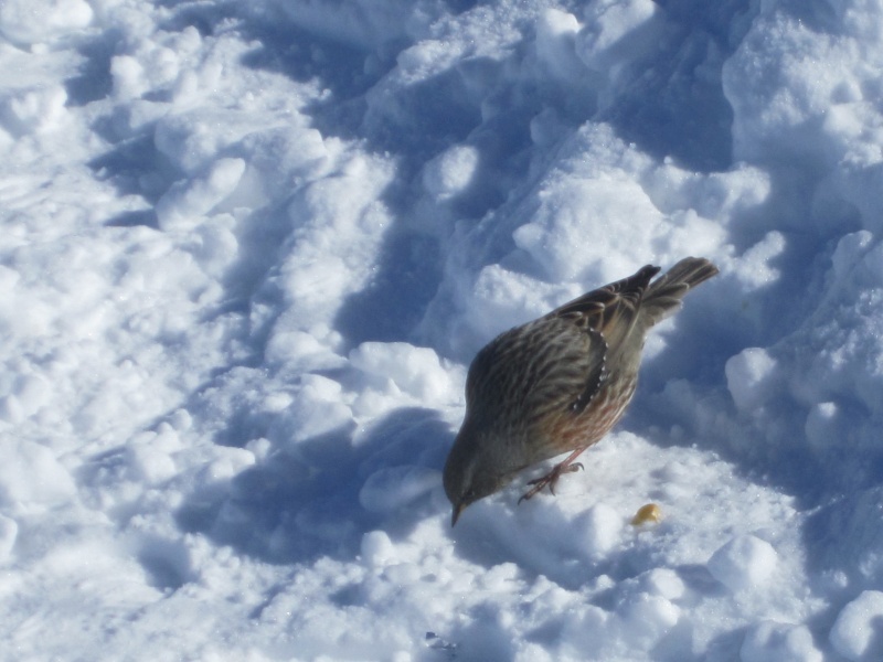 Un oiseau de la montagne 2013-010