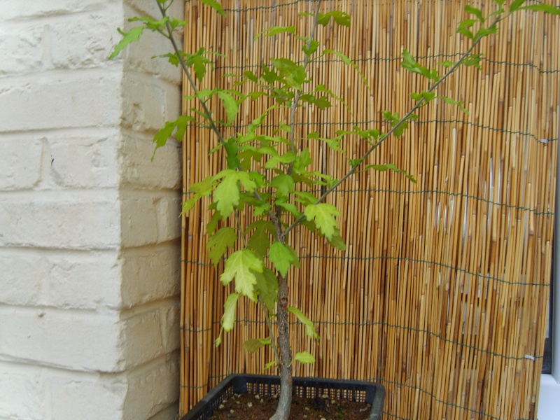 mon hibiscus(althèa) 11sept10