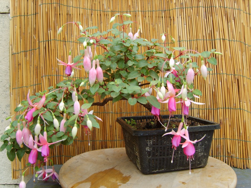 bonsaï fuchsia - Page 2 17aout12
