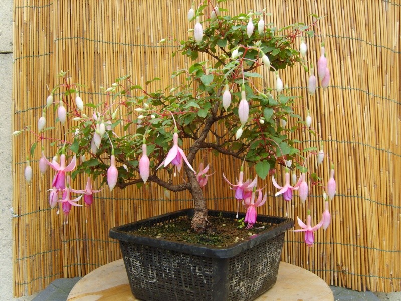 bonsaï fuchsia - Page 2 17aout13