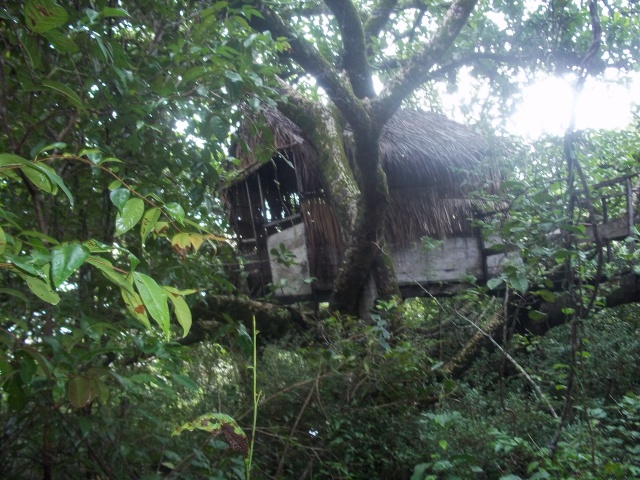 Floresta de Sequóias Casa-n10