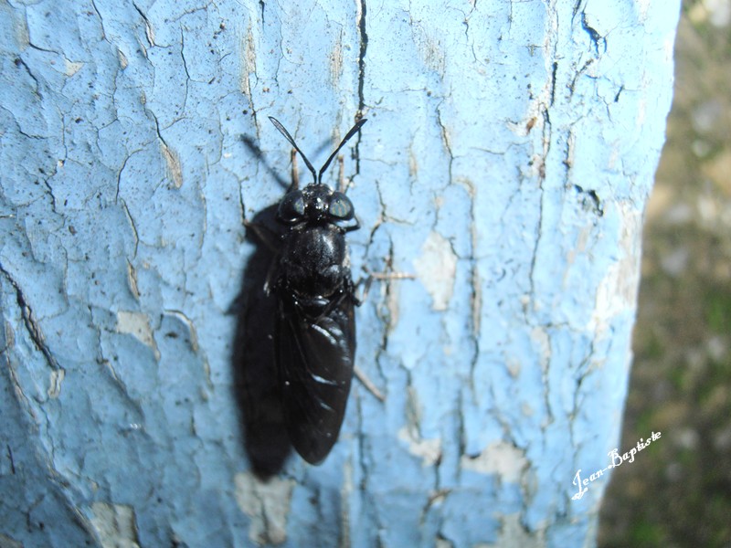 [Hermetia illucens] Identification insectes  Pa220011