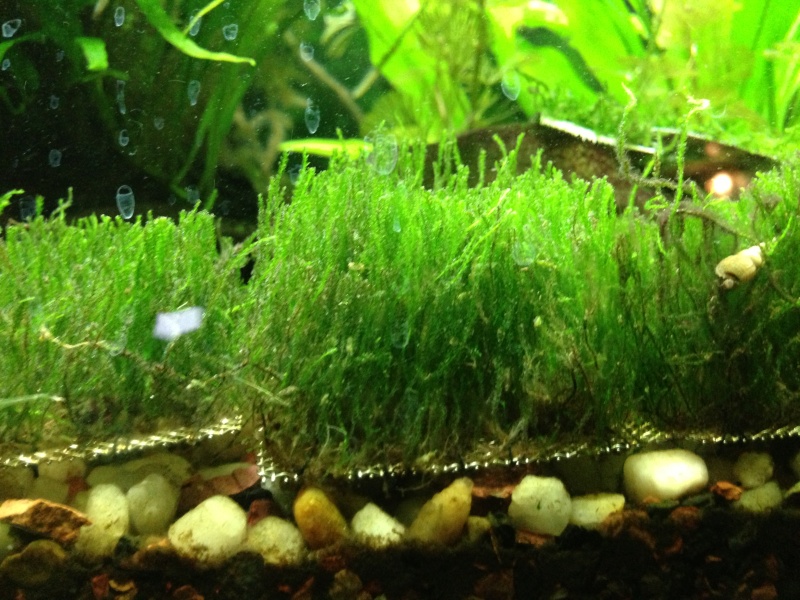 Freshwater Mosses For Sale (4-15 through 4/30) 110