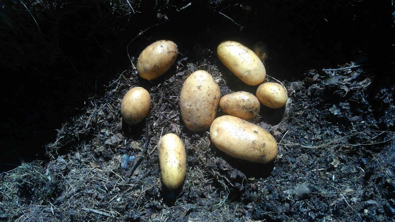 Des petites pommes de terre 111