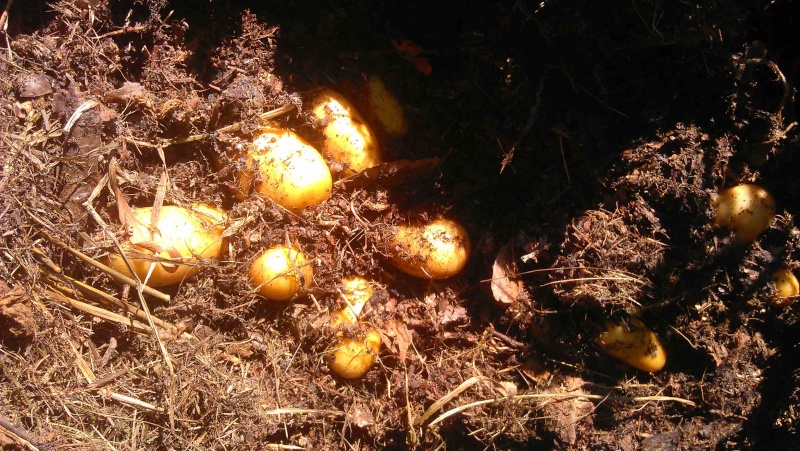 Des petites pommes de terre 1a10