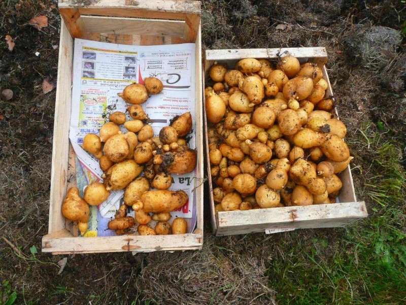 Des petites pommes de terre 215