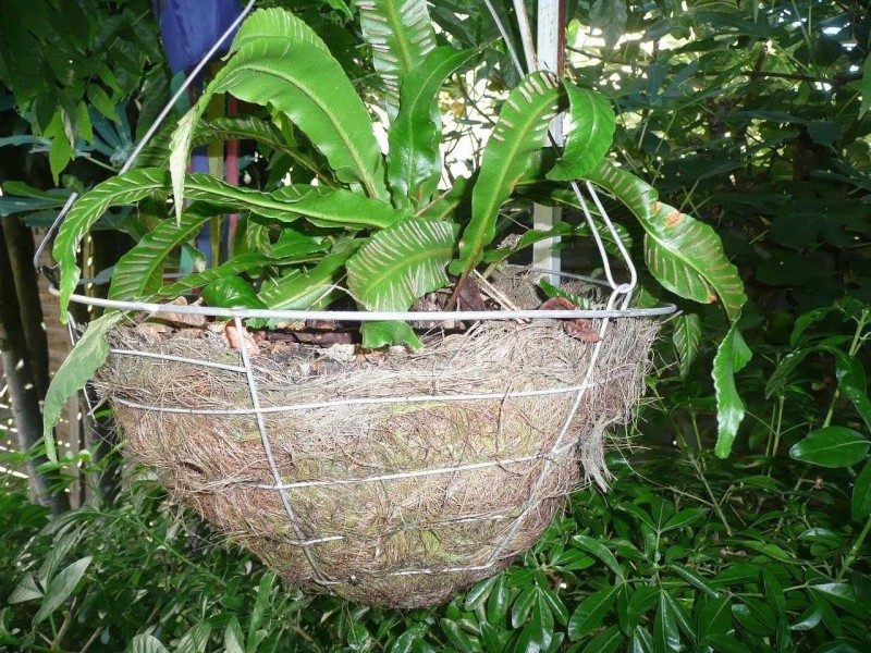 Pots de fleurs en fibre P1300314