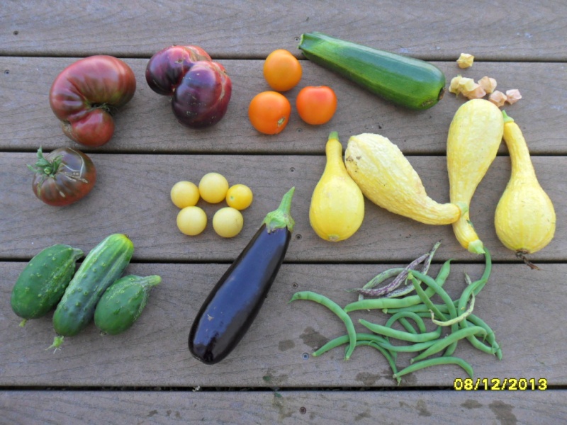 What are you eating from your garden today? - Page 9 Sam_1919