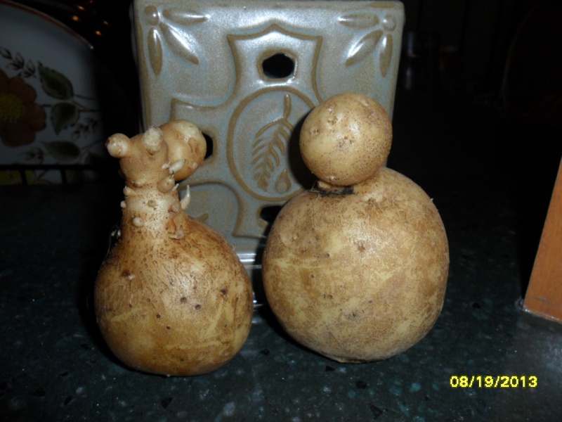Potatoes - Two silly looking potatoes Sam_2013