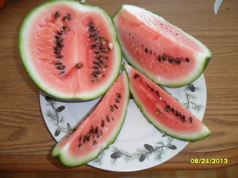 Fast growing watermelon Sam_2019